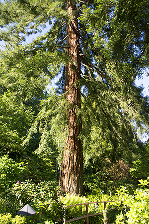 butchart sequoia